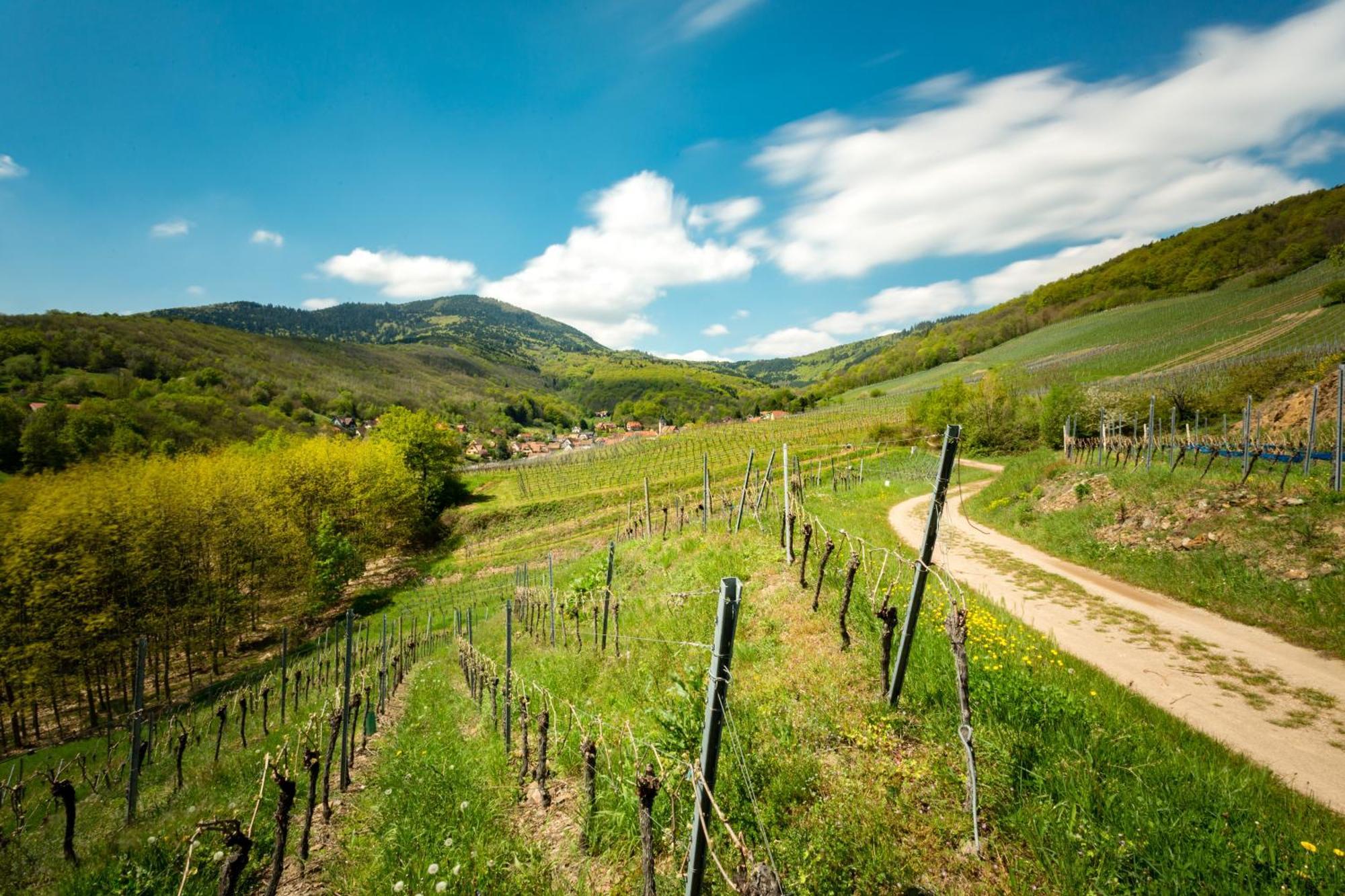 Chambre Du Vigneron - Domaine Leon Bleesz Reichsfeld Εξωτερικό φωτογραφία