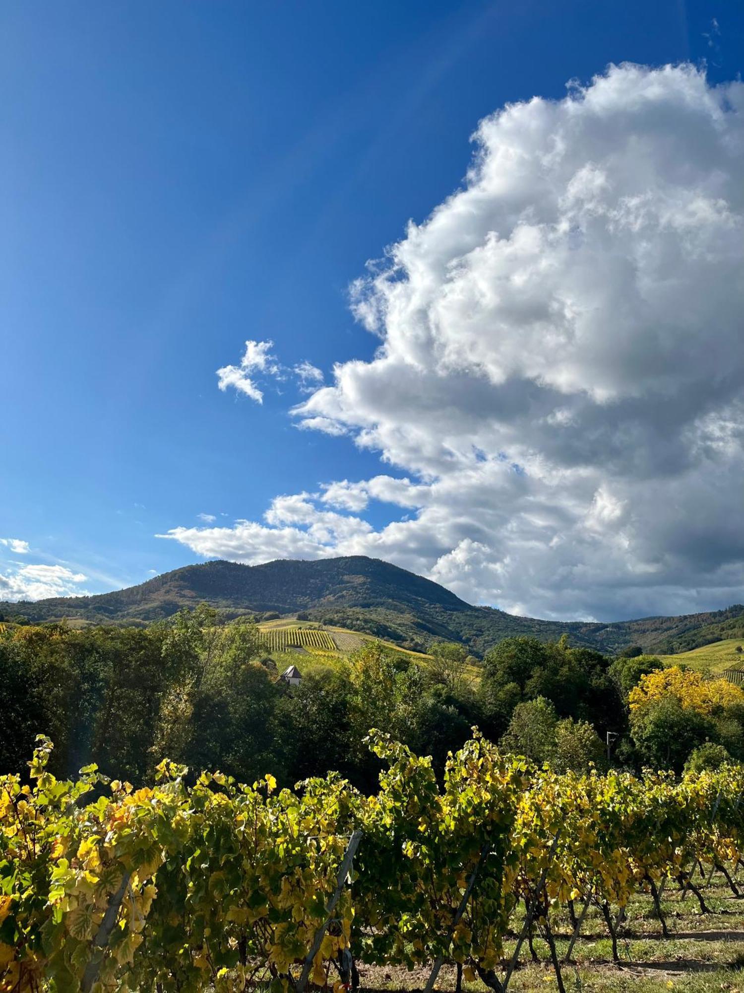 Chambre Du Vigneron - Domaine Leon Bleesz Reichsfeld Εξωτερικό φωτογραφία