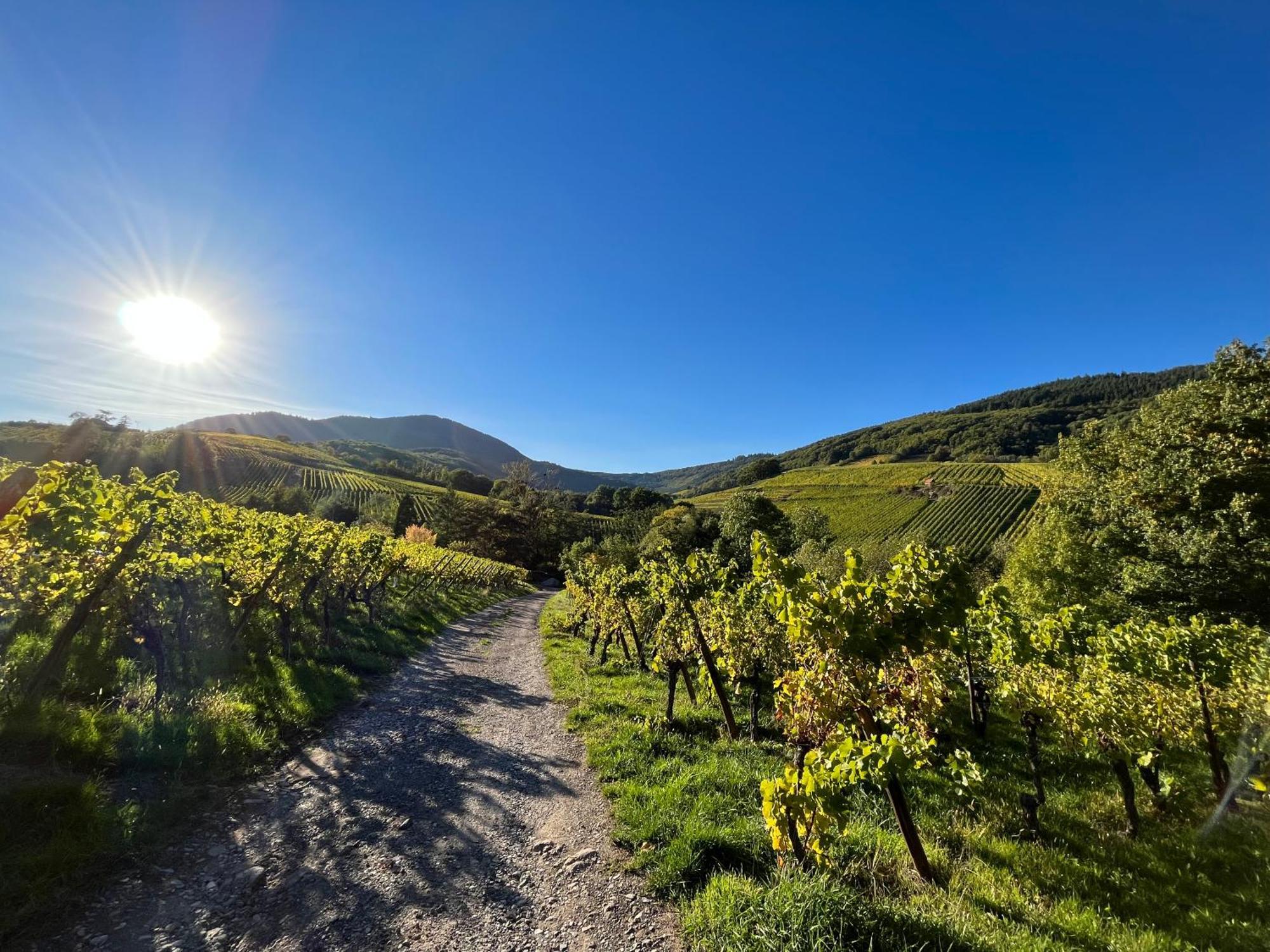 Chambre Du Vigneron - Domaine Leon Bleesz Reichsfeld Εξωτερικό φωτογραφία