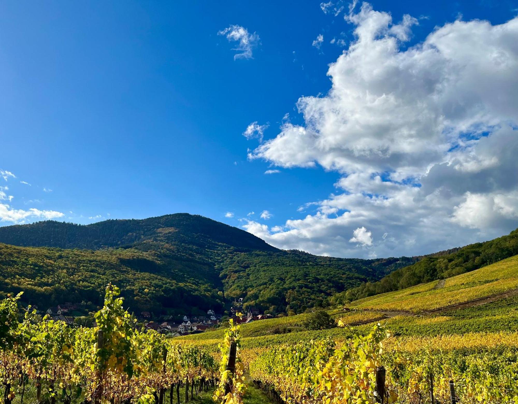 Chambre Du Vigneron - Domaine Leon Bleesz Reichsfeld Εξωτερικό φωτογραφία