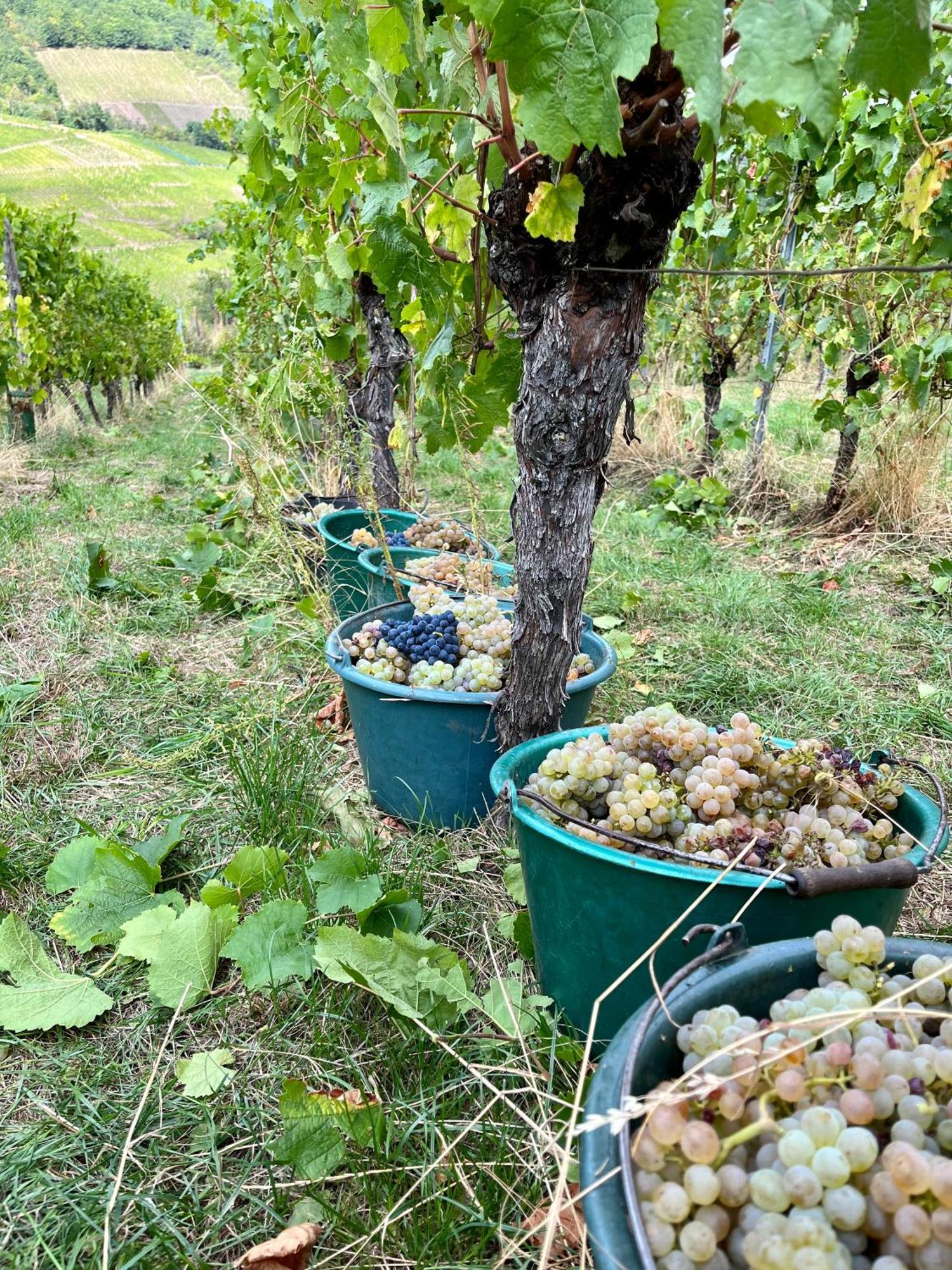 Chambre Du Vigneron - Domaine Leon Bleesz Reichsfeld Εξωτερικό φωτογραφία