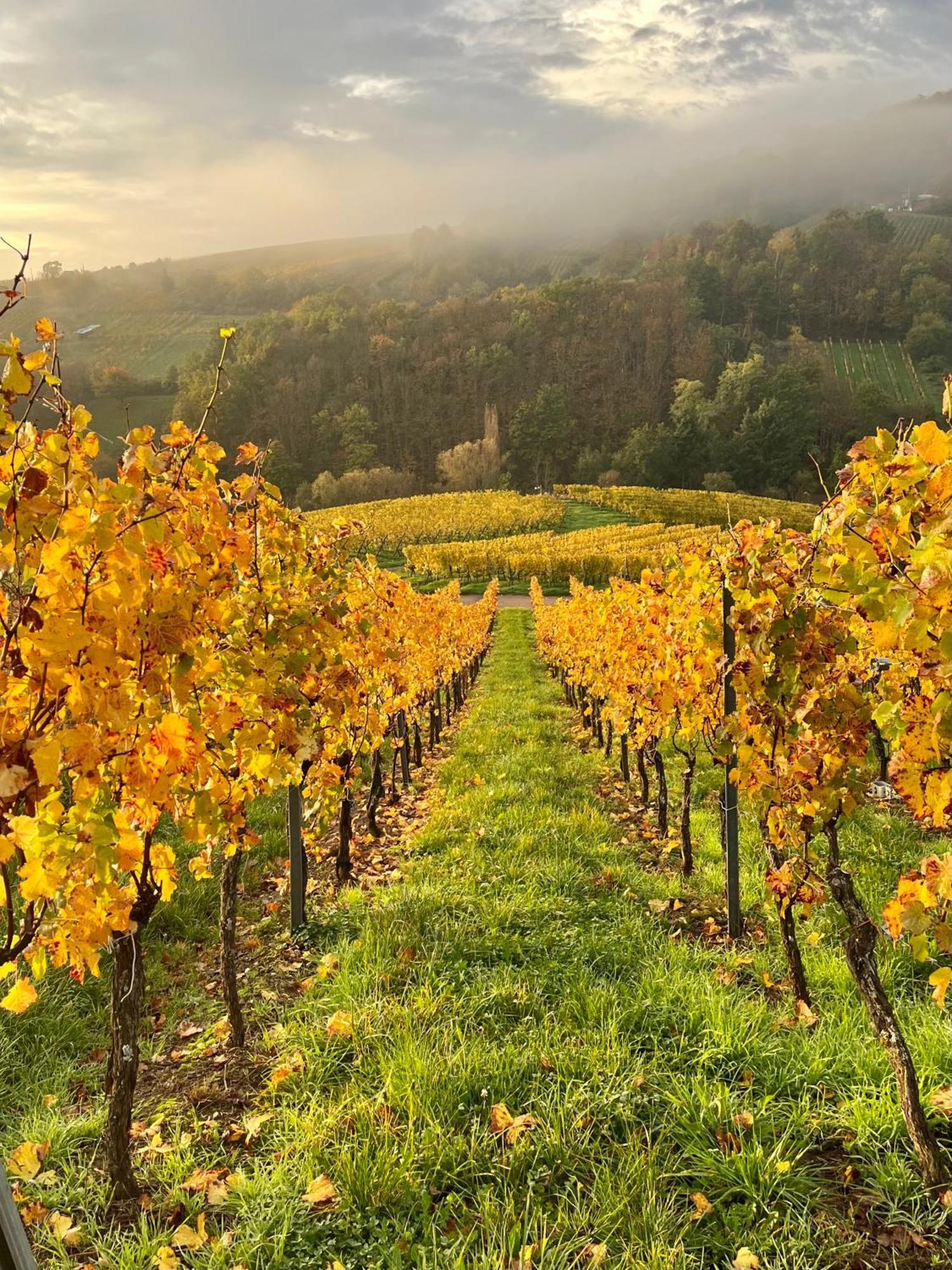 Chambre Du Vigneron - Domaine Leon Bleesz Reichsfeld Εξωτερικό φωτογραφία